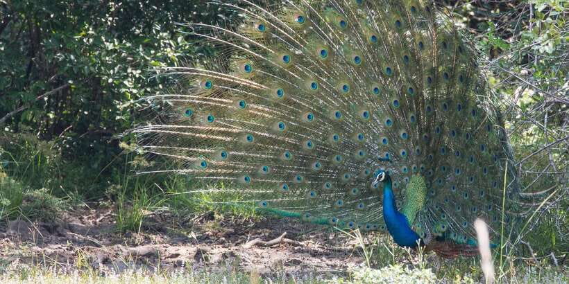 From Ella: Yala National Park Jeep Safari Tour - Leopards, elephants, and the animals you may see