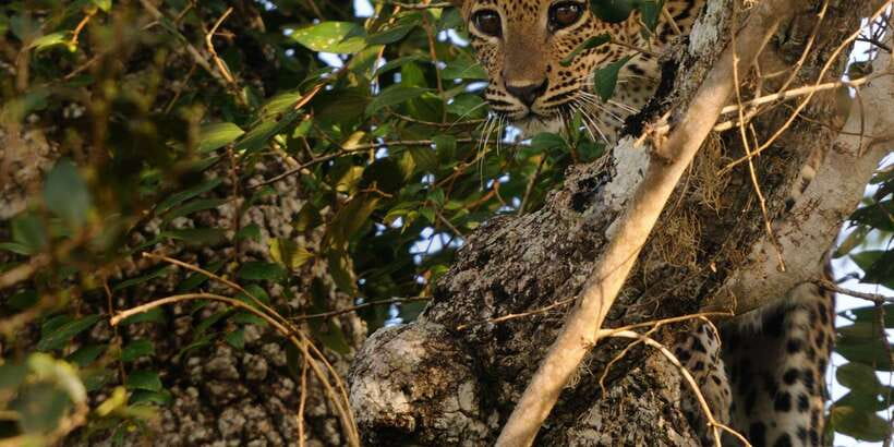 From Ella: Yala National Park Jeep Safari Tour - Birdwatching around Yala’s water holes