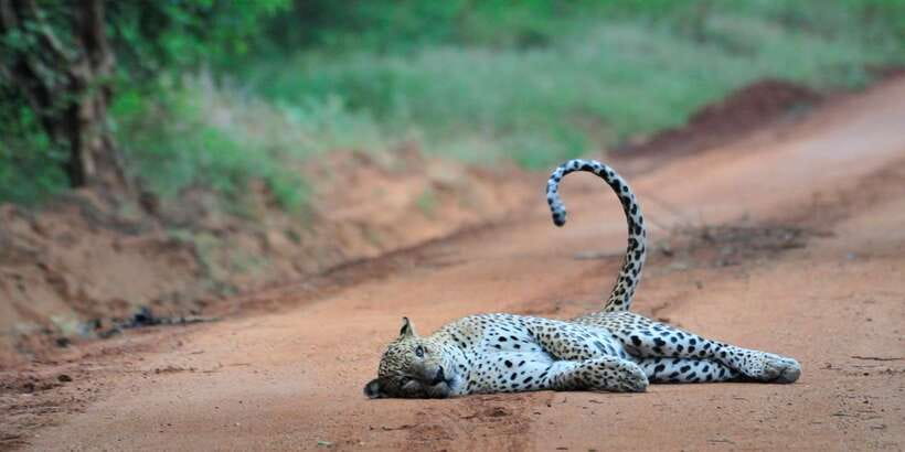 From Ella: Yala National Park Jeep Safari Tour - The return to Ella: practical comfort and real fatigue