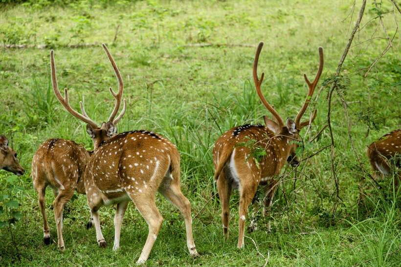 From Ella - Yala National Park Leopard Safari Tour - Key points before you book