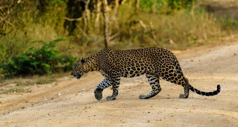 From Ella - Yala National Park Leopard Safari Tour - Entering Yala National Park in a 4x4 jeep