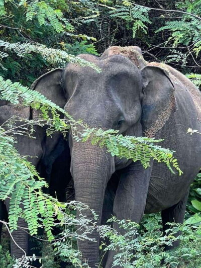 From Ella – Yala National Park Leopard Safari Tour