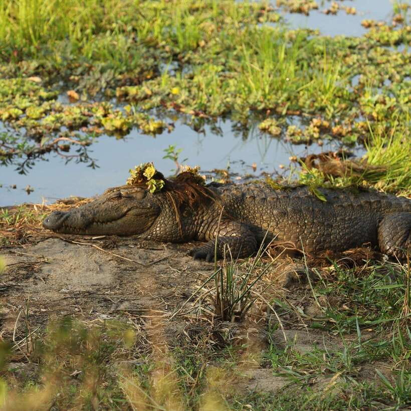 From Ella - Yala National Park Leopard Safari Tour - Leopards, elephants, crocodiles, and the luck factor