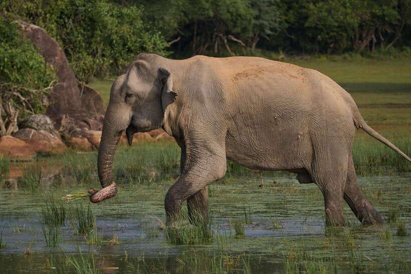From Ella - Yala National Park Leopard Safari Tour - What $58 includes, and what it does not