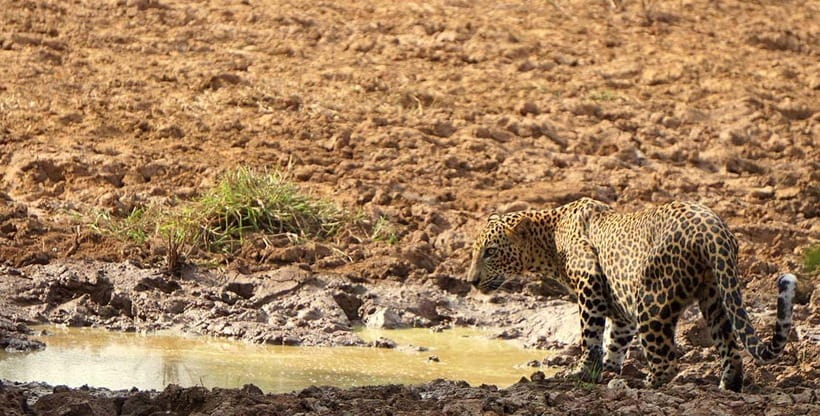 From Ella - Yala National Park Leopard Safari Tour - Cancellation and planning flexibility