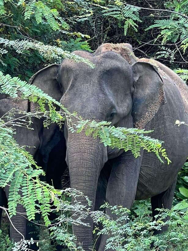 From Ella - Yala National Park Leopard Safari Tour - The pickup from Ella and the drive south