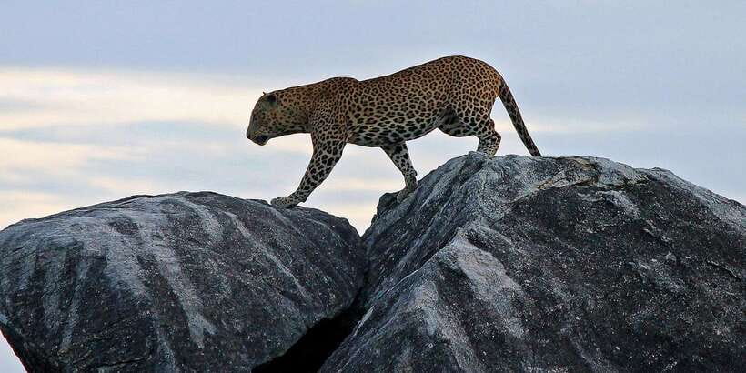 From Ella: Yala National Park Safari Tour in a 4x4 - Sunrise Is the Best Bet for a Busy Park