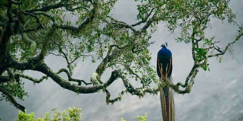 From Ella: Yala National Park Safari Tour in a 4x4 - Guides Who Earn Their Keep
