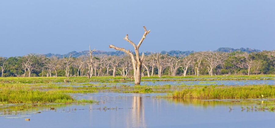 From Ella: Yala National Park Safari Tour in a 4x4 - Who Should Book This Ella Safari?