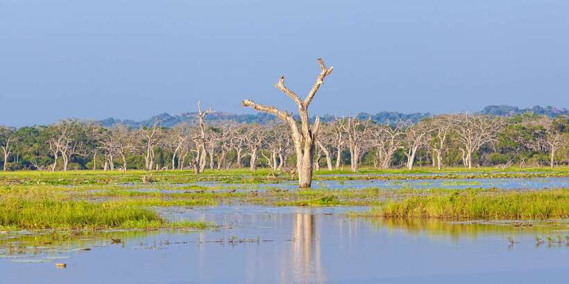 From Ella: Yala National Park Safari Tour in a 4x4 - Practical Tips for a Better Day