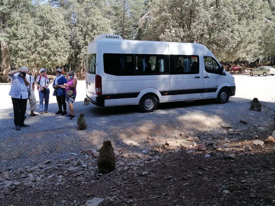 From Fez: Middle Atlas Day Trip with Ifrane National Park - Key points before you book