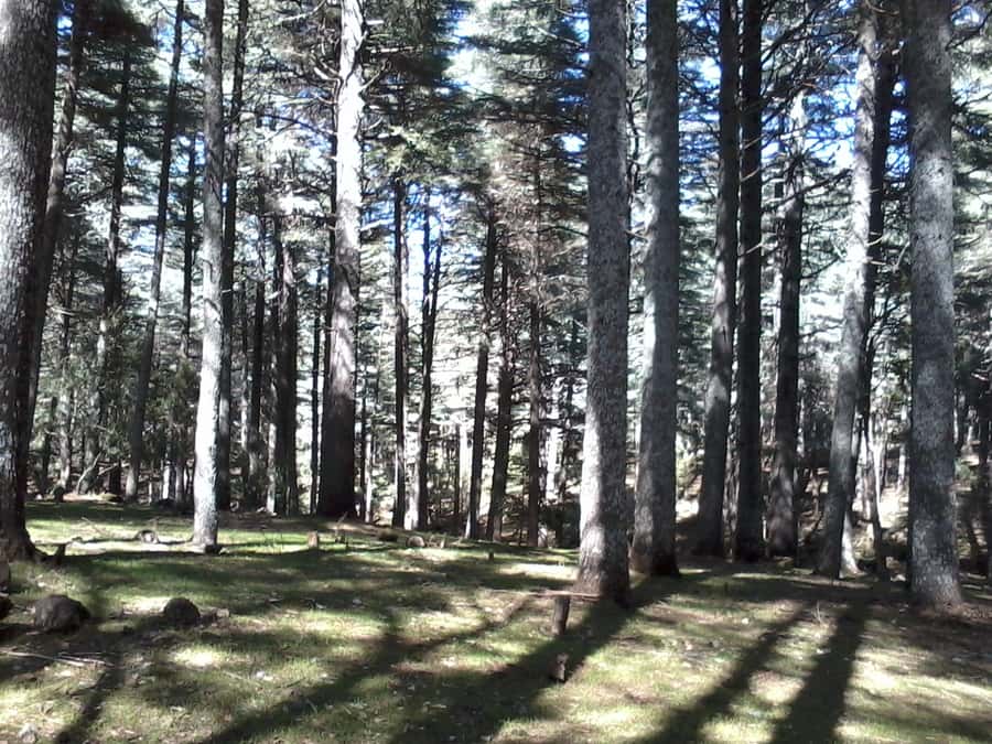 From Fez: Middle Atlas Day Trip with Ifrane National Park - Who will enjoy this Middle Atlas trip?