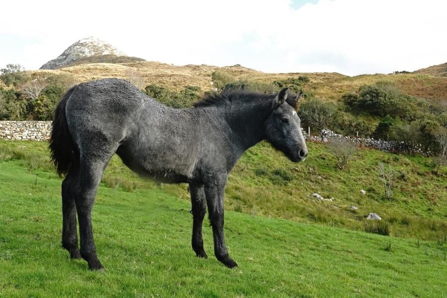 From Galway: Connemara National Park Full Day Tour - Weather, clothing, and practical comfort