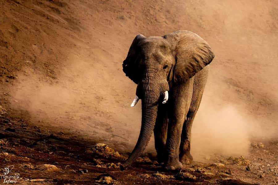 From Hazyview: Kruger National Park Full-Day Safari - Why this Kruger day trip works from Hazyview