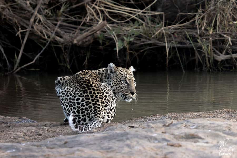 From Hazyview: Kruger National Park Full-Day Safari - Sunrise inside Kruger National Park