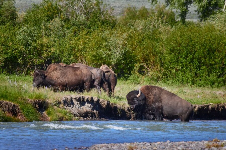 From Jackson: Half-Day Grand Teton National Park Tour - Key points at a glance