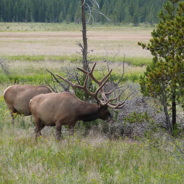 From Jackson: Half-Day Grand Teton National Park Tour - The guide can make or break the morning