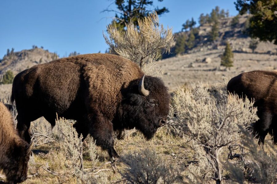 From Jackson: Half-Day Grand Teton National Park Tour - Mormon Row and the park’s human story