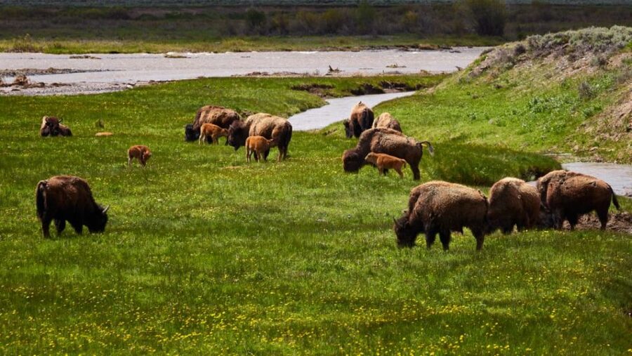 From Jackson: Half-Day Grand Teton National Park Tour - Moose Junction and the road toward Jackson Lake