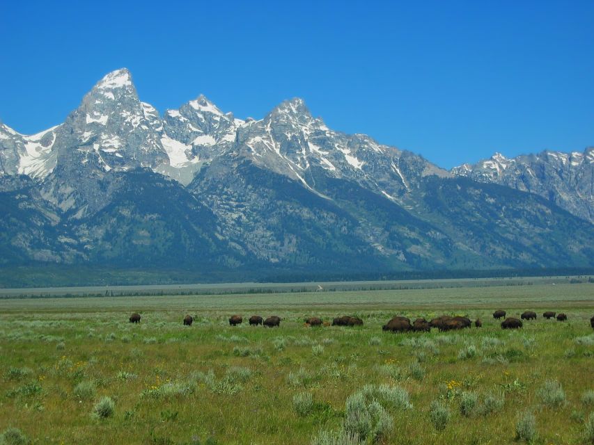 From Jackson: Half-Day Grand Teton National Park Tour - Signal Mountain and Jackson Lake