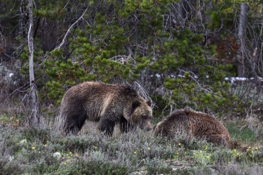 From Jackson: Half-Day Grand Teton National Park Tour - Elk Ranch Flats, Dead Man’s Bar, and Snake River Overlook
