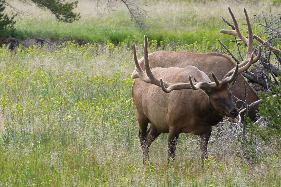 From Jackson: Yellowstone National Park Day Trip with Lunch - Midway Geyser Basin, Firehole Lake, and Fountain Paint Pots