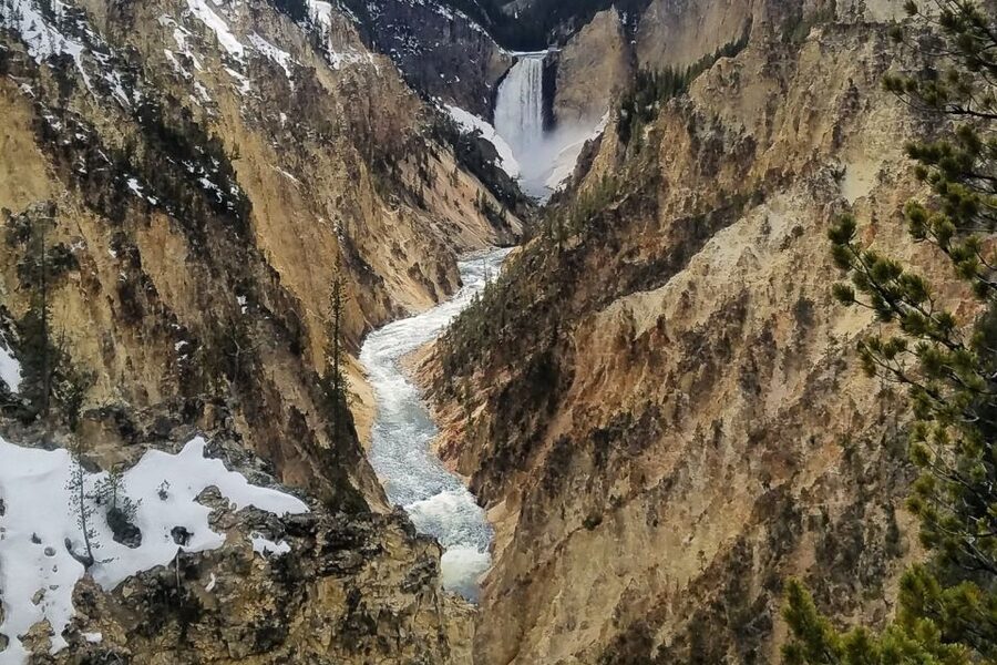 From Jackson: Yellowstone National Park Day Trip with Lunch - Hayden Valley and the serious wildlife portion
