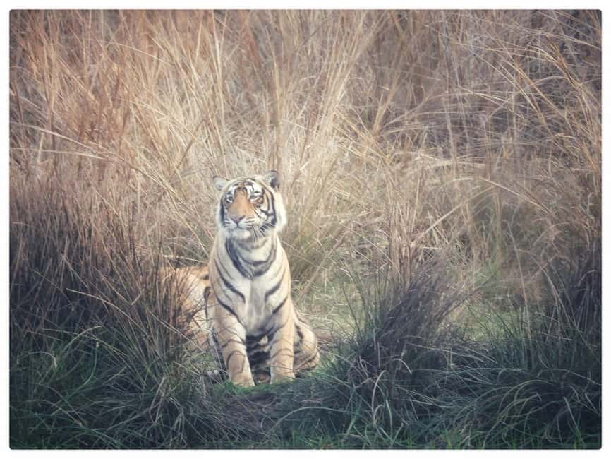 From Jaipur: Ranthambore National Park Day Trip with Safari - Why this Jaipur day trip works