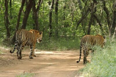 From Jaipur: Ranthambore National Park Day Trip with Safari