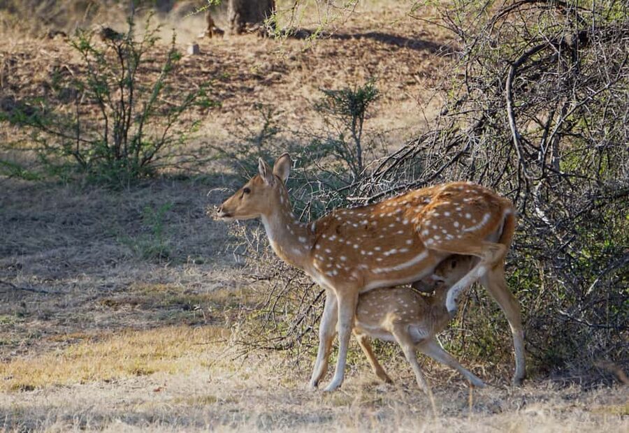 From Jaipur: Ranthambore National Park Day Trip with Safari - What you might see in the forest