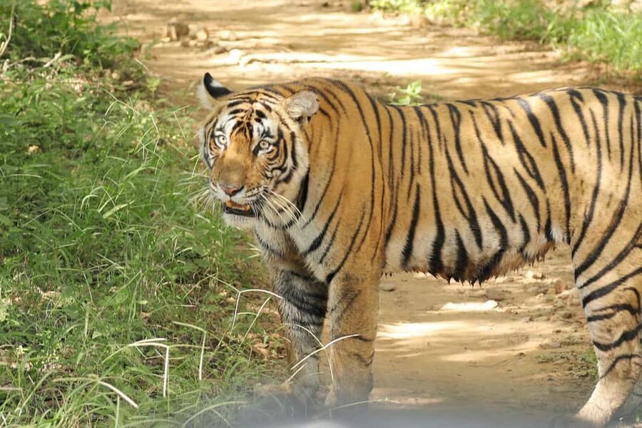 From Jaipur: Ranthambore National Park Day Trip with Safari - Morning, afternoon, and seasonal conditions