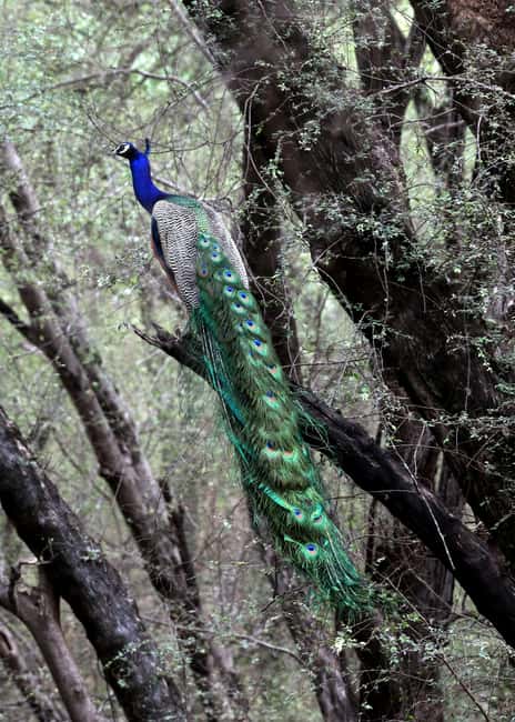 From Jaipur: Ranthambore National Park Day Trip with Safari - Is $85 fair value?