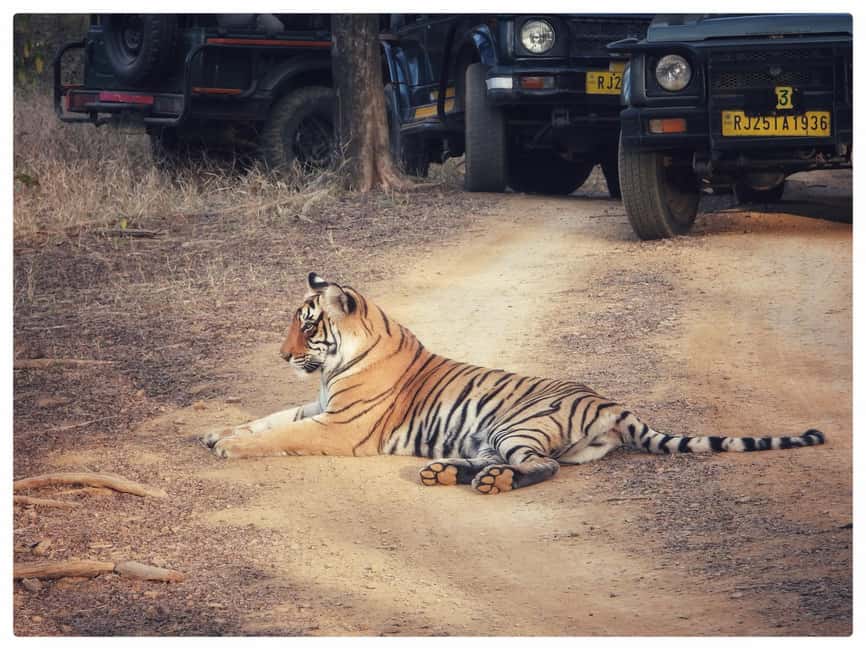 From Jaipur: Ranthambore National Park Day Trip with Safari - Who should book this experience?