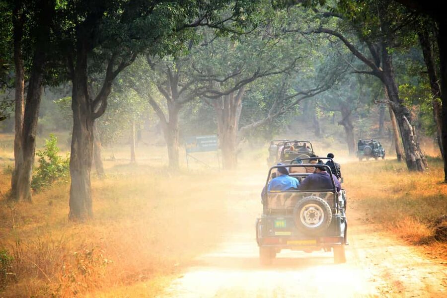 From Jaipur: Ranthambore National Park Day Trip with Safari - My practical advice for a better day