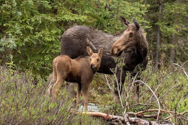 From Jasper: Jasper National Park Wildlife Discovery Tour - Timing, weather, and practical expectations