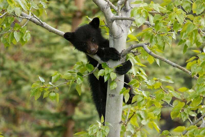 From Jasper: Jasper National Park Wildlife Discovery Tour - Watching for animals from the vehicle