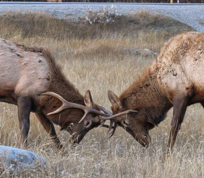 From Jasper: Jasper National Park Wildlife Discovery Tour - Why the guide can make or break the outing