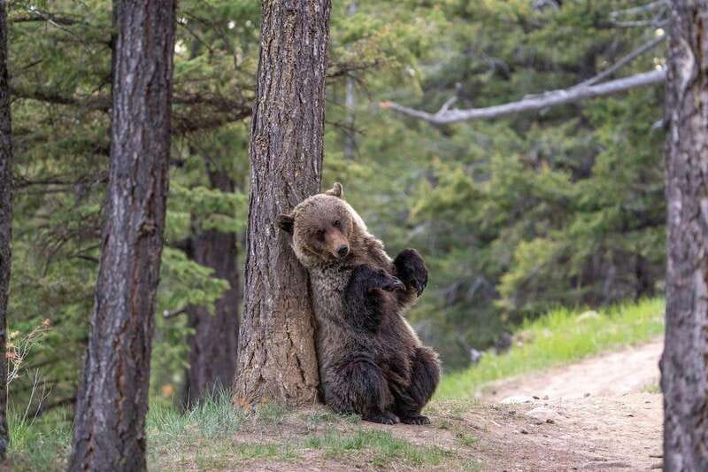 From Jasper: Jasper National Park Wildlife Discovery Tour - Scenery, photo stops, and the pace of the day