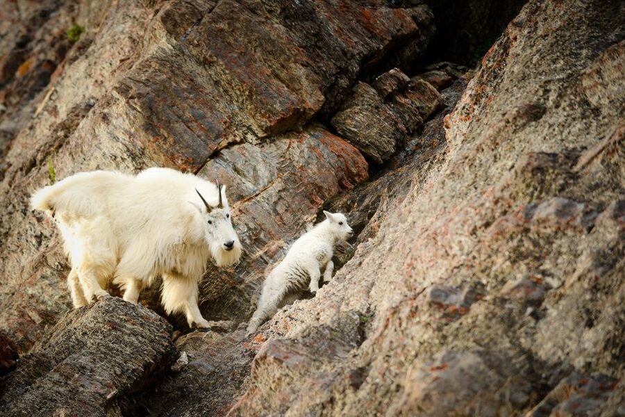 From Jasper: Jasper National Park Wildlife Discovery Tour - Is $66 a fair price?