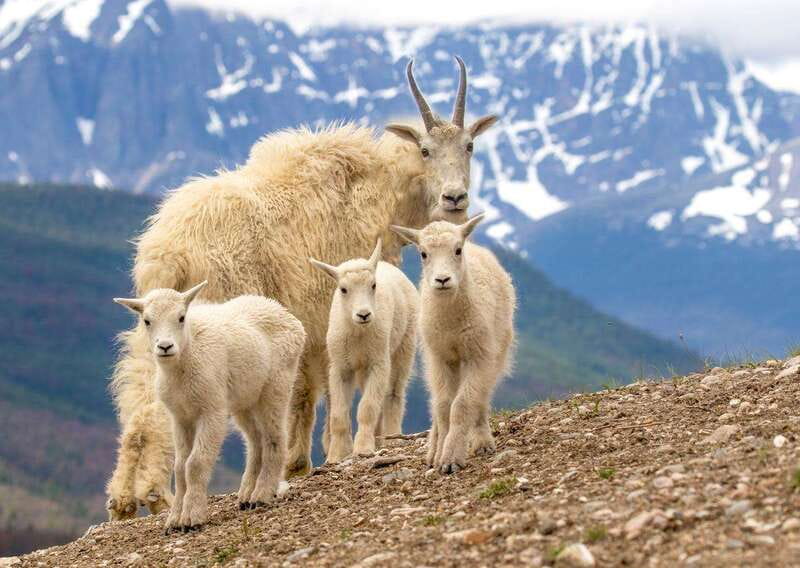 From Jasper: Jasper National Park Wildlife Discovery Tour - Who should book it?