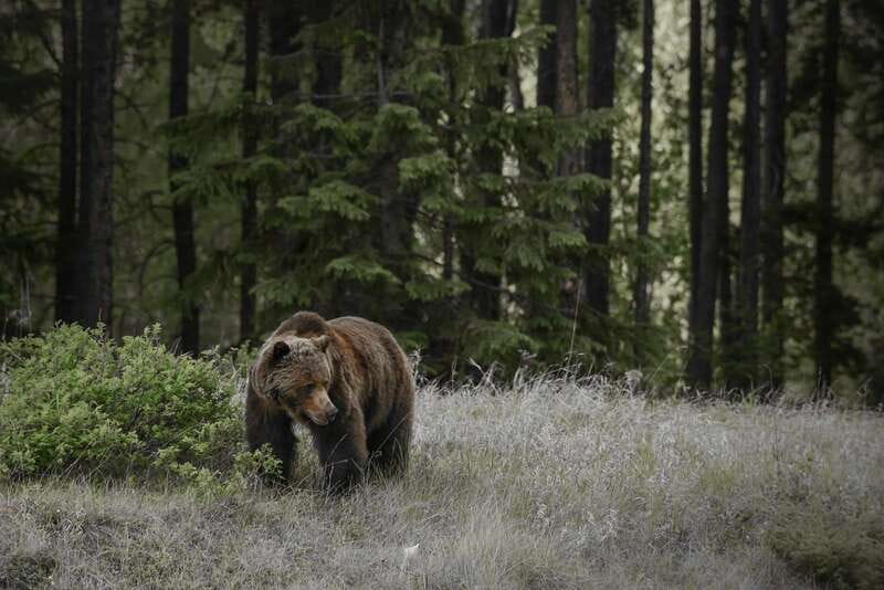 From Jasper: Jasper National Park Wildlife Discovery Tour - Leaving Jasper for the park