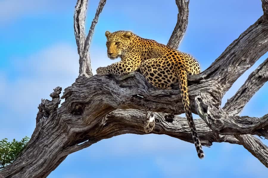 From Johannesburg: 2-Day Safari into Kruger National Park - The first afternoon inside Kruger
