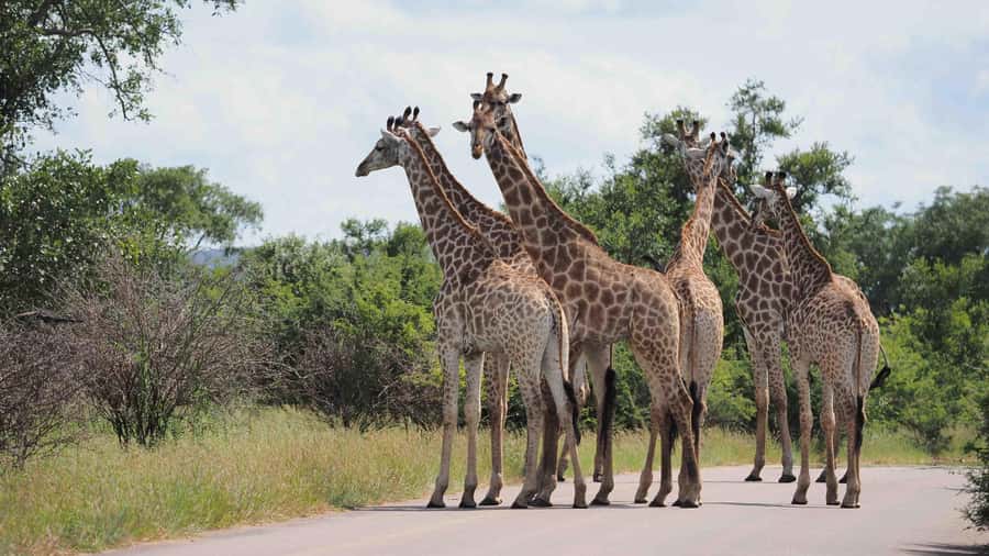 From Johannesburg: Full-Day Kruger National Park Safari - Who should book this safari