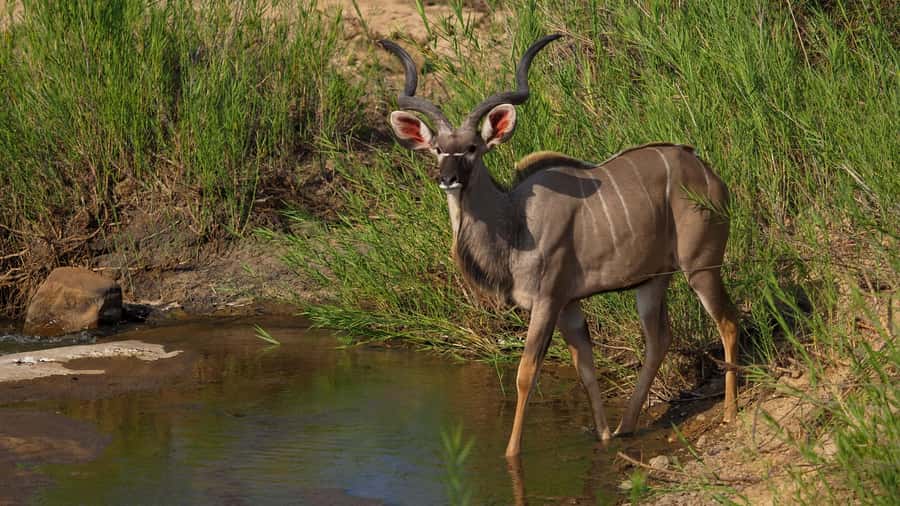From Johannesburg: Full-Day Kruger National Park Safari - Why this Kruger day trip appeals