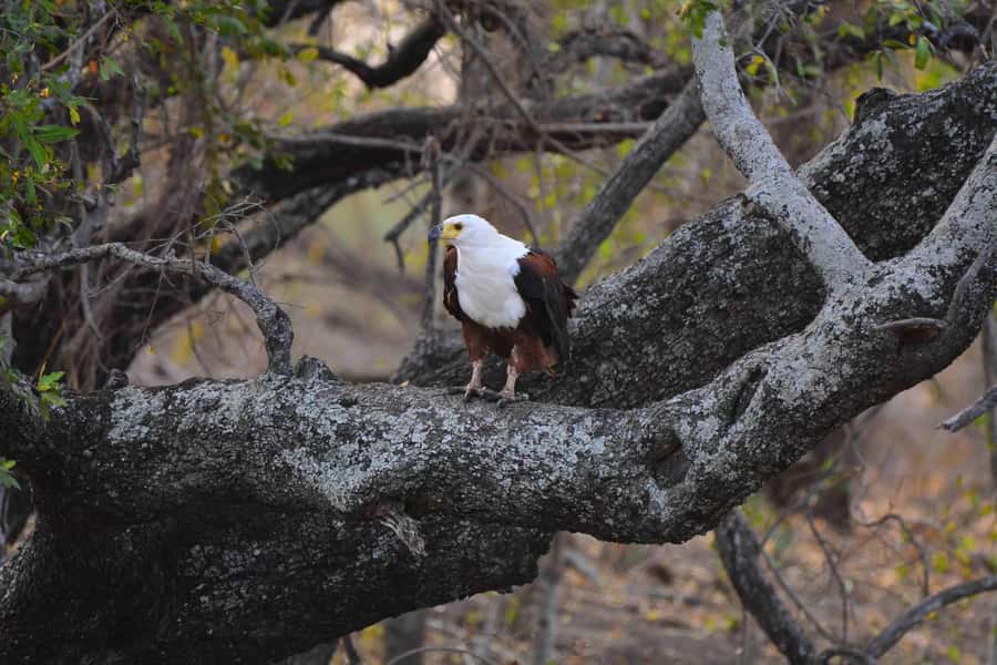 From Johannesburg: Full-Day Kruger National Park Safari - Entering Kruger and reaching Skukuza
