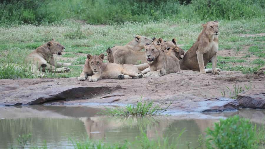 From Johannesburg: Full-Day Kruger National Park Safari - The guide can shape the whole day