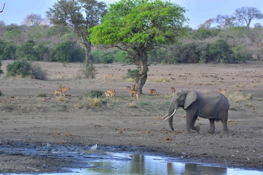 From Johannesburg: Full-Day Kruger National Park Safari - What the $435 price really covers