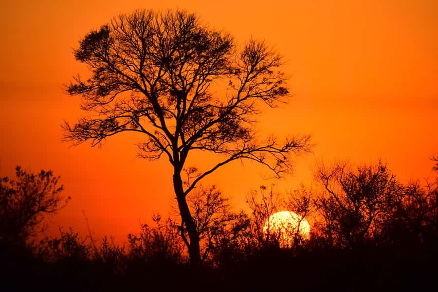 From Johannesburg: Full-Day Kruger National Park Safari - The early pickup from Johannesburg