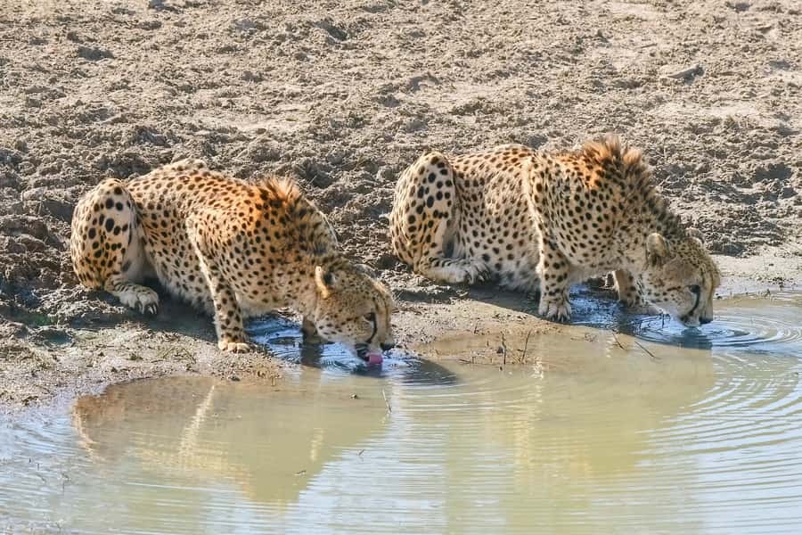 From Johannesburg: Kruger National Park 3-Day Safari - Key points at a glance