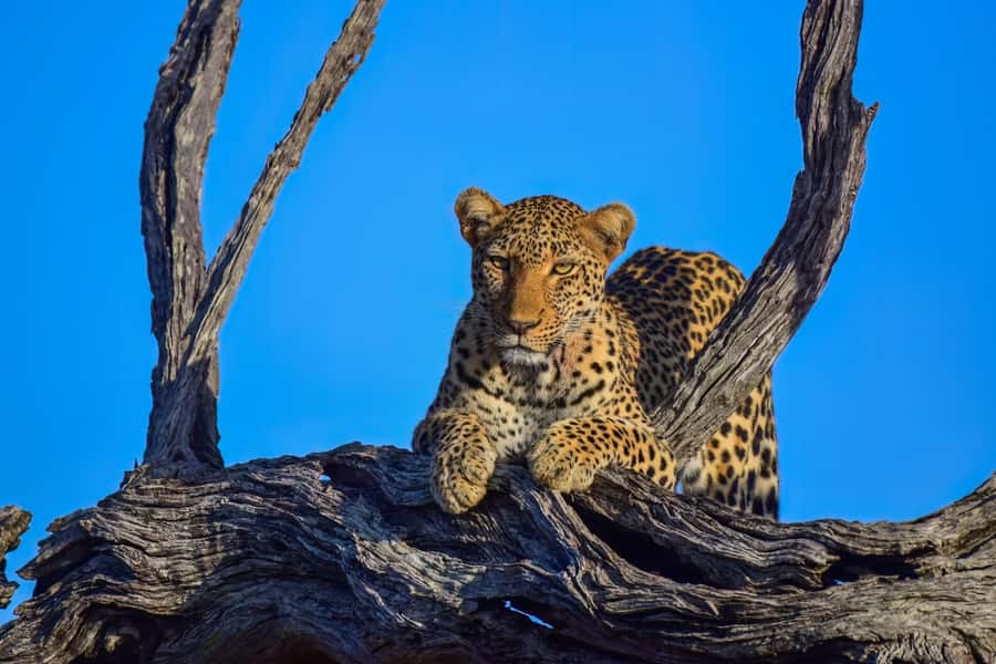 From Johannesburg: Kruger National Park 3-Day Safari - Dawn brings the best wildlife rhythm